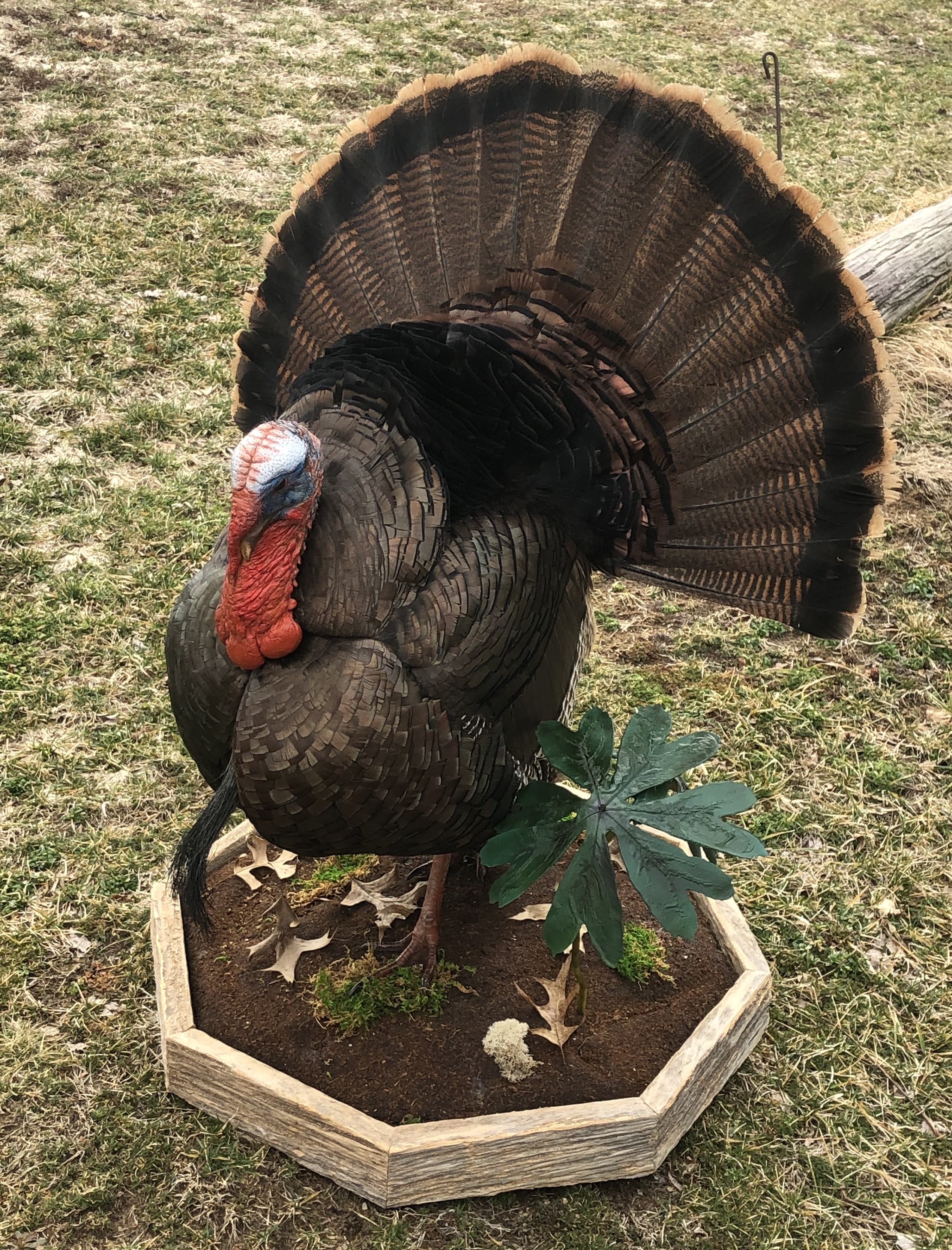 Eastern Wild Turkey