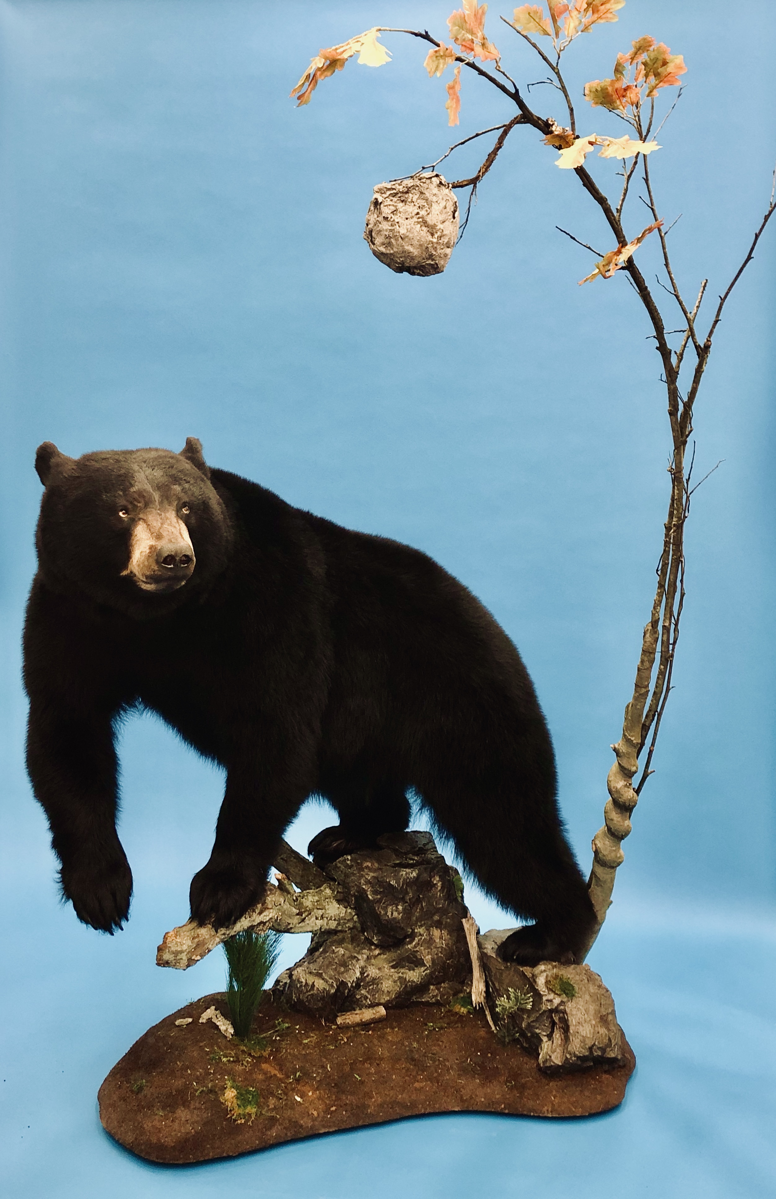 Black Bear